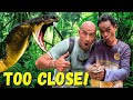 Face To Fang With Thailand S Deadliest Snake King Cobra Rescue