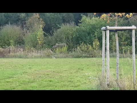 Letzte Feldhasen Auswilderung 2020 & Siebenschläfer nachzögling Bavario