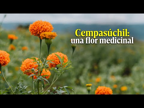 Did you know that the flower of the dead, or cempasúchil, has medicinal properties? Here we tell ...