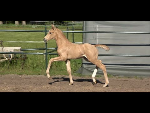 *2021 Stute von Sir Heinrich - RFF The Alchemist xx SOLD!!!