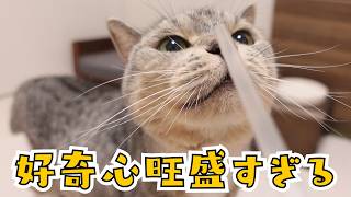 ストローが気になっている猫が可愛い。