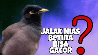 Download lagu Terbukti !!! Jalak Nias Betina Juga Gacor Dor Owor Owor mp3
