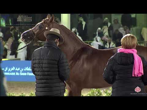 N.308 MUHTAR AL SHGAIR - 2020 PSAIAHF Al Khalediah Show - Stallions 10+ Years Old (Class 12)