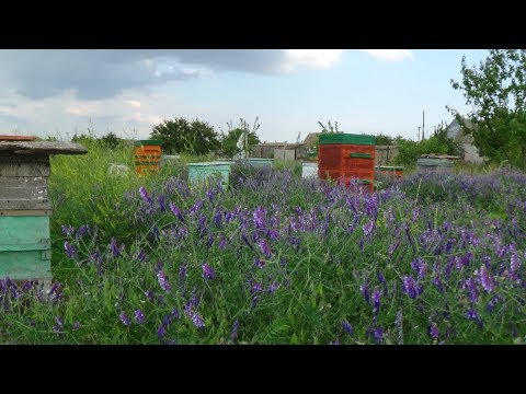 Взяток и развитие - где вы а-у ???