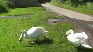 preview picture of video 'Droitwich Barge Canal - Swans and Cygnets at Porters Mill'
