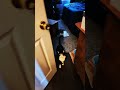 Watch Our Tuxedo Cat Take A Bite Out Of The White Sox Humo Youtubeshorts Shortvideo Video Humo