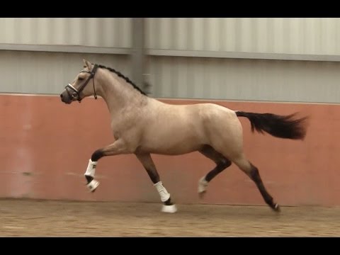 3. Ponyforum Hengsttage VIONELLO v. Valido´s Highlight - FS Don´t Worry