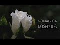 a shower for rosebuds