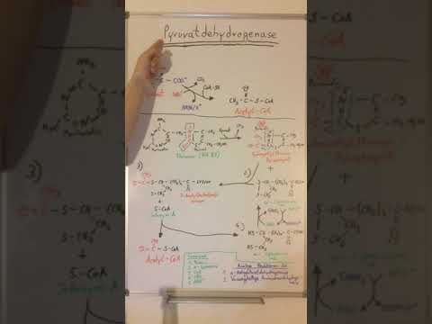 PYRUVATDEHYDROGENASE und CITRATZYKLUS: Ein KREISLAUF - Biochemie Now