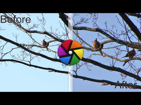 Darktable edit of a Bird 2 of Many: Raw included in links