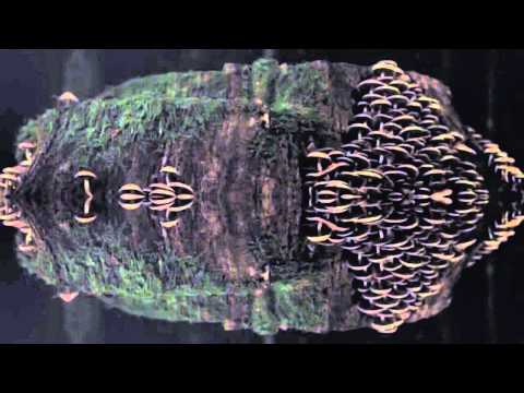 Colorhadoo - Zanzibar EP (AMP008)