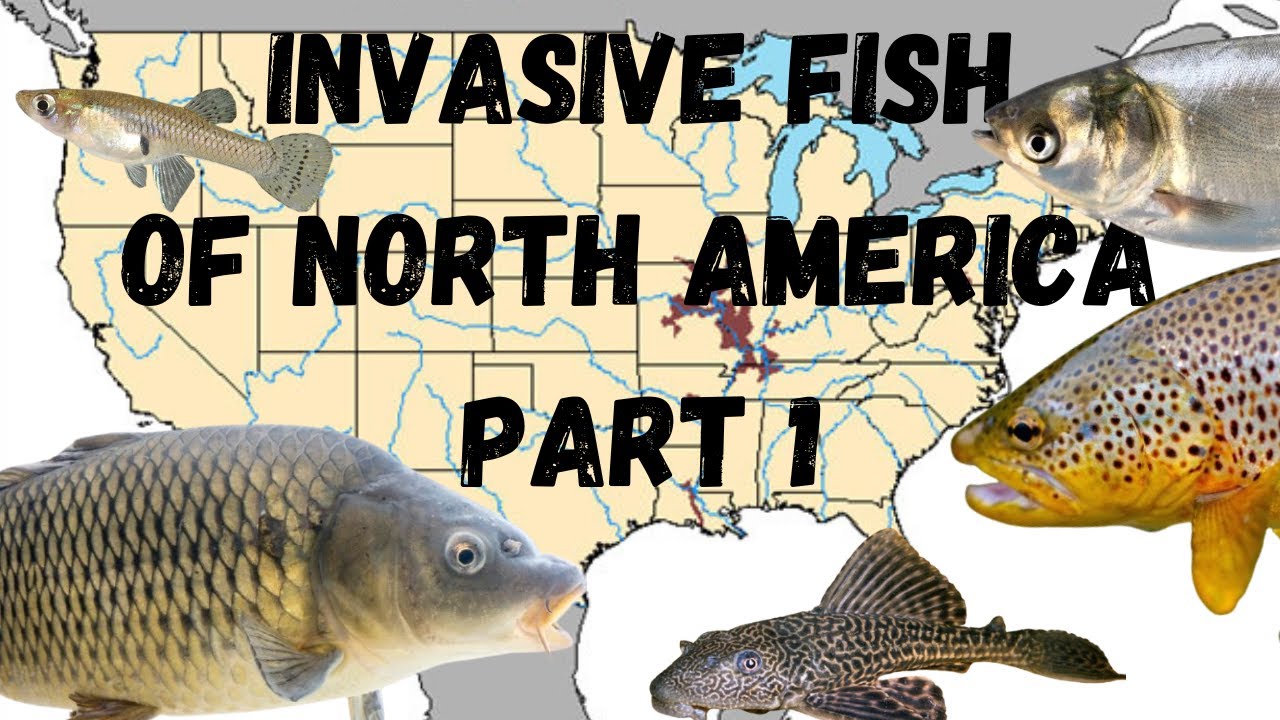 The Worst Invasive Fish Species Of North America: Part 1