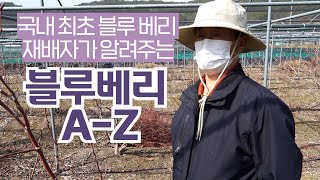 [블루베리 이야기] 이원희 Chapter1 국내 블루베리 최초 식재자가 알려주는 블루베리 노하우(feat.전…
