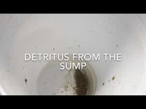 Reef detritus under a microscope