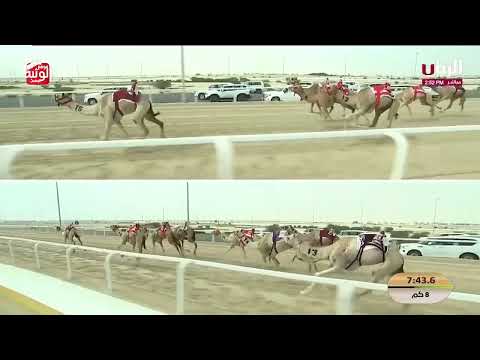 ش 9 (معراض) لـ هجن الرئاسة 12:14:29 ، مهرجان ختامي الشحانية 2026/04/28 حول