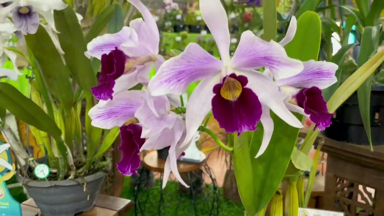 Visita a 32º Exposição de Orquideas em Botucatu SP