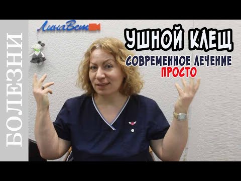 Ушной клещ у кошек. Как лечить в 21 веке?