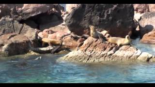 Concepto Bcs Presenta Mar de palabras de Fernando Delgadillo