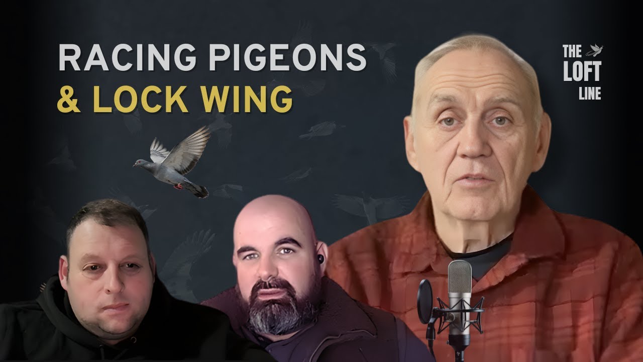 Lock Wing in Racing Pigeons, Race Talk & Early Season Analysis