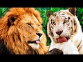Wild Animal Sounds Learn Wild Animal Sounds Kids Learning Videos