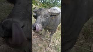 Mozi dengan otot leher 50 kilo