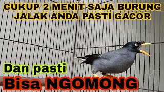 Download lagu BURUNG JALAK KEBO BISA NGOMONG ,SANGAT COCOK SEKALI UNTUK PANCINGAN/MASTERAN mp3 Download lagu BURUNG JALAK KEBO BISA NGOMONG ,SANGAT COCOK SEKALI UNTUK PANCINGAN/MASTERAN mp3
