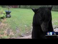 Black Bear Caught On Camera Trying To Enter Stowe Home