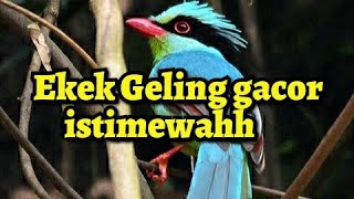 Download lagu Ekek Geling/ Loyangan gacor istimewa mp3 Download lagu Ekek Geling/ Loyangan gacor istimewa mp3
