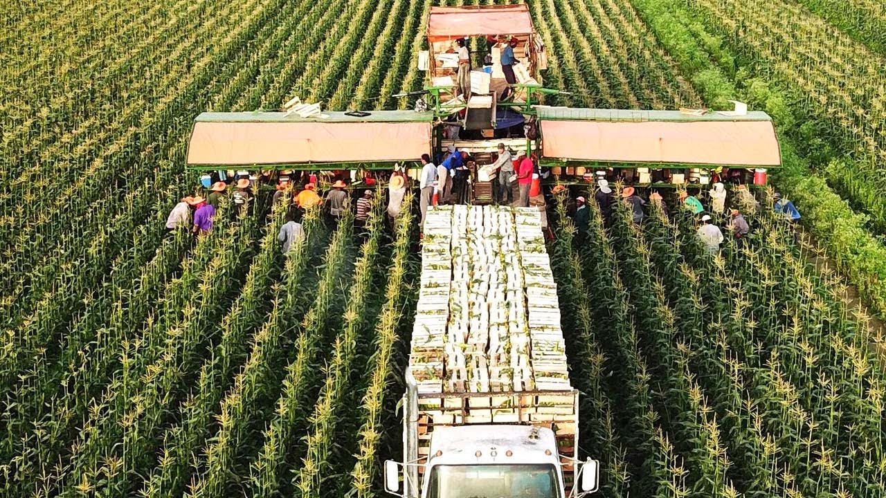 US Farmers Are Harvesting Millions Of Tons Of Fruits And Vegetables