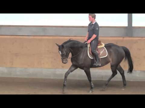 Stute/Mare *2009 | Dorotheentals Salamanca | Holsteiner Stute