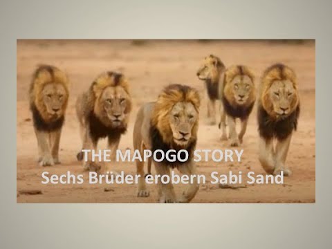 The Mapogo Story- Six lion brothers conquer Sabi Sand