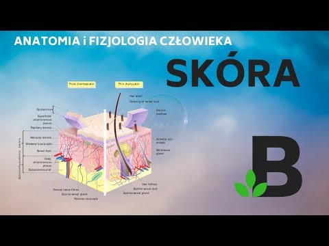 #skóra budowa i funkcje skóry człowieka - Anatomia i fizjologia - KOREPETYCJE z BIOLOGII - 244