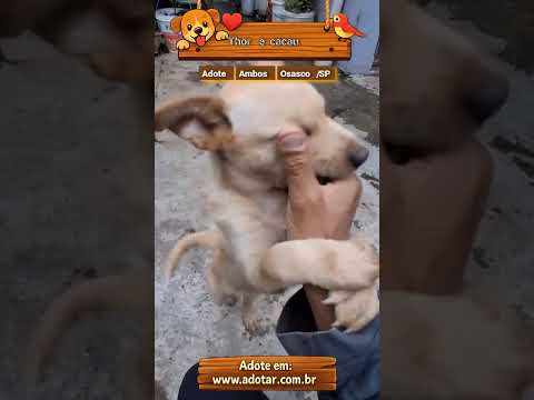 Vídeo de Cachorrinhos ??