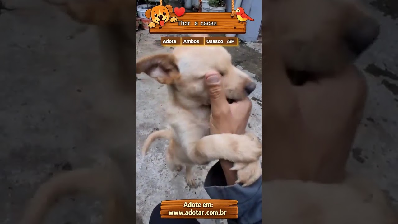 Cachorro raça SRD-ViraLata idade 2 a 6 meses nome Cachorrinhos ??