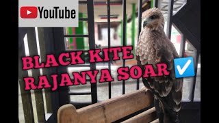 Download lagu CARA adaptasi elang Black kite /atau di sebut BK biar setia sama owner nya mp3 Download lagu CARA adaptasi elang Black kite /atau di sebut BK biar setia sama owner nya mp3