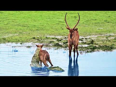 Heartless Buck Throws Baby Back into Crocodile’s Jaws After it Escaped