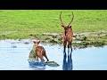 Heartless Buck Throws Baby Back Into Crocodile S Jaws After It Escaped