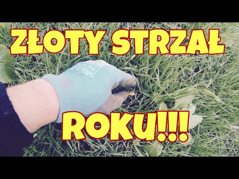 Złoty strzał roku! Moneta marzeń! Wykopki w UK #91