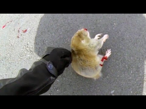 BIKER TRYING TO HELP DYING ANIMAL | BIKERS ARE NICE | Bikers Helping People & Animals | [Ep.#17] Video