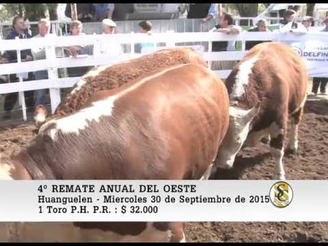 30-09-15 Venta de Toros A.A. P.H. - 4º Remate del Oeste - Huanguelen.