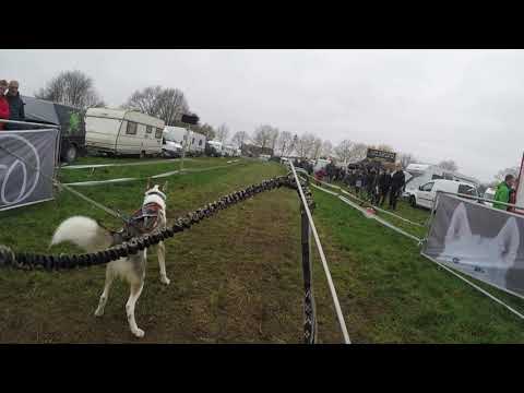 Schlittenhunderennen in Ströhen 2021 Tag1