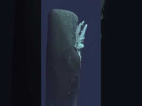 Epic Moment: Sperm Whale Surfaces with Giant Squid!