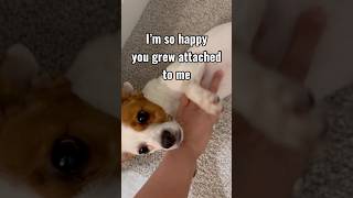 Our_2 Foster Journey 2匹目の保護犬癒された🐕 #puppy #relaxingmusic #fosterdog