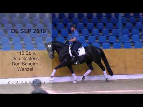 St v Don Nobless x Don Schufro x Wenzel I 2019