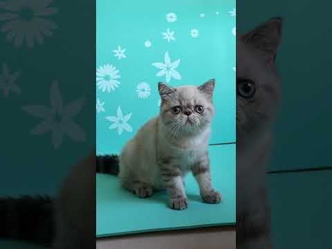 #seallynxpoint  #colorpoint #exoticshorthair