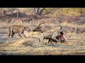 Hyena Attacks Topi Success