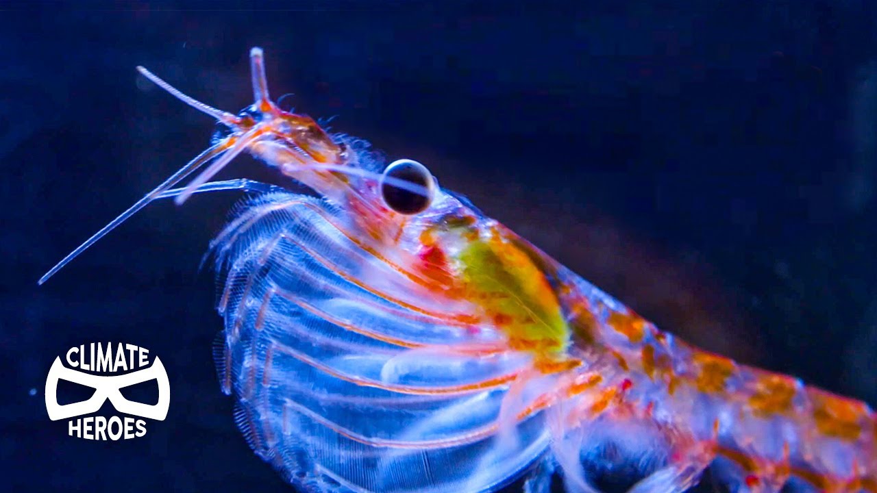 Why Antarctica Depends on This Little Creature I Climate Heroes
