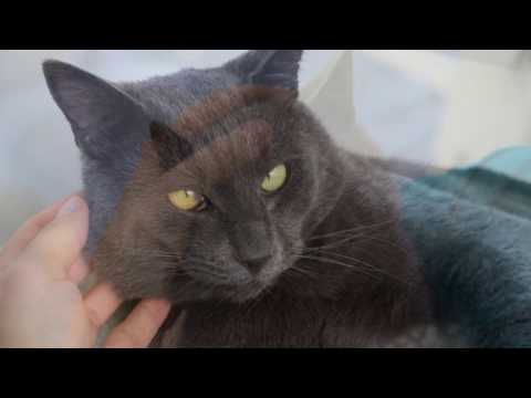 Blue (adopted), an adopted Russian Blue & Domestic Short Hair Mix in San Francisco, CA_image-1