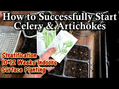 When To Start Celery Seeds Indoors