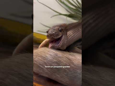 alimentando minha cobra de estimação!!!